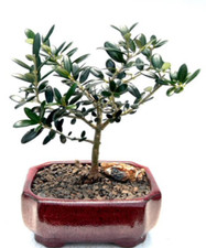 Europaean olive bonsai for sale  Patchogue