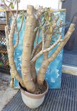 Huge bonsai jade for sale  San Marcos