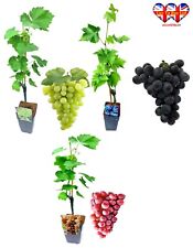Grafted black green for sale  HUDDERSFIELD