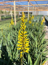 Aloe safari gold for sale  Tucson