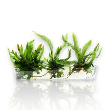 Java fern petite for sale  Fontana