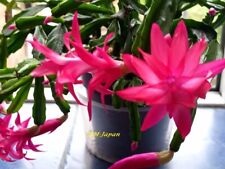Genuine christmas cactus for sale  KING'S LYNN