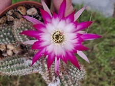 Ibrido chamaecereus oli usato  Spedire a Italy