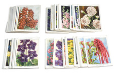 Garden flowers 1st for sale  CHIPPENHAM