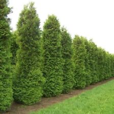 20x thuja trees for sale  ROCHESTER