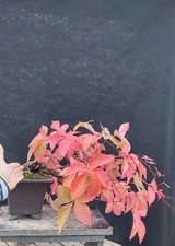 Bonsai parthenocissus quinquef usato  Montevarchi