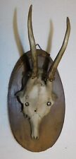 Ancien trophee chasse d'occasion  Wœrth