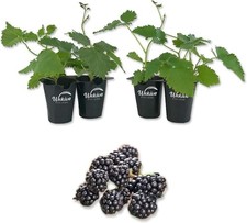 blackberries plant for sale blackberries plant for sale USA