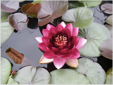 Nymphaea perry almost for sale  SKEGNESS