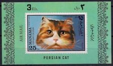 Manama gatti persiani usato  Italia