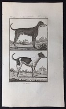 Stampa antica cane usato Stampa antica cane usato  Staranzano