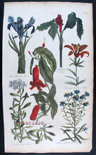 1757 antica stampa usato  Urbino