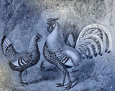 1890 chickens use for sale  Davenport