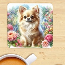 Long haired chihuahua for sale  STOCKTON-ON-TEES