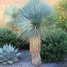 Yucca rostrata yucca d'occasion  Pouzauges