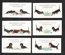 Naughty dachshund puppies for sale  BRIDPORT