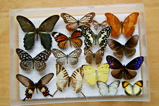 16x butterfly set for sale  LIVERPOOL