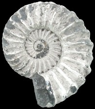Lias pleuroceras spinatum gebraucht kaufen  Erlangen