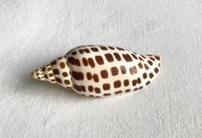 junonia for sale junonia for sale Auburn