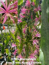 Rooted epiphyllum orchid for sale  San Jose