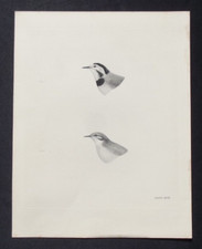 Antique print pied for sale  HAYLING ISLAND
