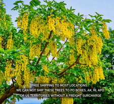 Golden chain tree for sale  Albany