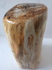 Pedaço fossilizado de tronco de árvore  comprar usado Pedaço fossilizado de tronco de árvore  comprar usado  Enviando para Brazil