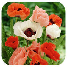 Papaver orientale pizzicato for sale  LINCOLN