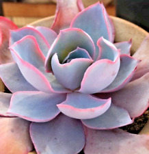 Echeveria glow succulent for sale  Miami