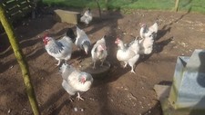Fresh light sussex for sale  DORCHESTER