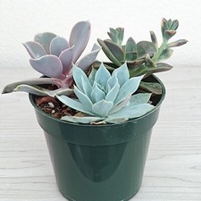 Succulent live plant for sale  San Jose