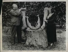 1934 Press Photo Bones of Brontosaurus Discovered at Ye Old Bell Inn at Hurley, usado comprar usado  Enviando para Brazil