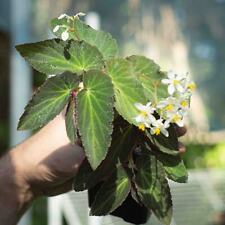 Rare begonia low for sale  Saint Helena Island