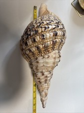 Giant rare triton for sale  Fort Scott
