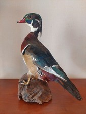 Canard carolin naturalisé d'occasion  Pontoise