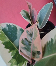Ficus ficus elastica for sale  Lakeland