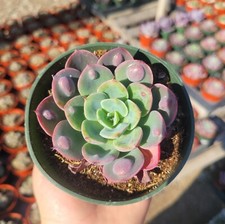 4 pot succulents for sale 4 pot succulents for sale Covina