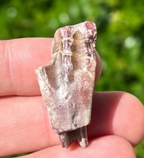 Ouranosaurus dinosaur tooth for sale  Coppell