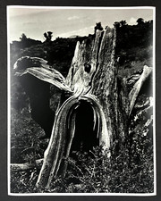 1980s driftwood broken for sale  Chattanooga