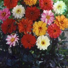Flower dahlia red for sale  SALISBURY