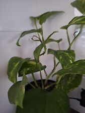 Devils ivy golden for sale  CHATHAM