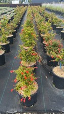Melograno nano punica usato  Pontinia