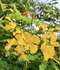 Yellow pride barbados for sale  Trabuco Canyon