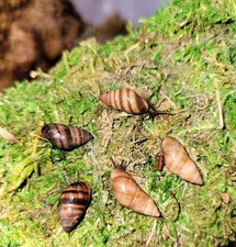 Live assorted bulimulus for sale  Minneapolis