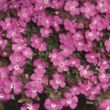 Saponaria plug plants for sale  LONDON