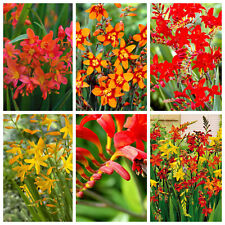 Selection crocosmia bulbs for sale  MELTON MOWBRAY