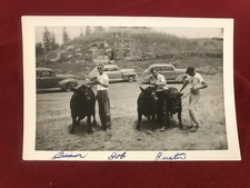 angus cows for sale angus cows for sale Anamosa