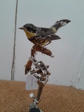 Taxidermy stuffing tattoo for sale  SAXMUNDHAM