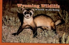 Postcard wyoming wildlife for sale  Broomfield