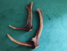 Bois mues cerf d'occasion Bois mues cerf d'occasion  France